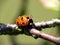 Ladybug on twig