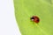 Ladybug with two dots sitting on a leaf