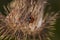 Ladybug walking on a dry thistle