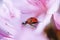 Ladybug walking through flower petals