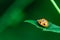 Ladybug walking on a leaf, Coccinellidae, Arthropoda, Coleoptera, Cucujiformia, Polyphaga