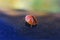 Ladybug walking on a smooth surface