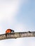 Ladybug walking on tree branch. Red insect with black dots on blue white background. Microphotography