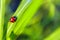 Ladybug walking up on the grass with drops.