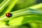 Ladybug walking up on the grass with drops.