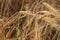 Ladybug walks across wheat upside-down