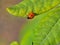 Ladybug walks on fresh leaf