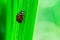 Ladybug walks up on a leaf, Coccinellidae, Arthropoda, Coleoptera, Cucujiformia, Polyphaga