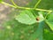 Ladybug wandering around the leaves