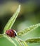 Ladybug with water drop