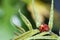 Ladybug with water drop green leaf