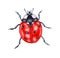Ladybug watercolor