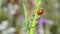 Ladybug and wee on a green plant. Macro.