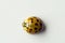 Ladybug on white background