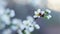 ladybug on a white flower,spring fruit tree