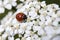 Ladybug on white flowers