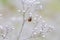 Ladybug on white small flower Gypsophila paniculata, baby's breath, common gypsophila, panicled baby's-breath