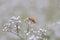 Ladybug on white small flower Gypsophila paniculata, baby's breath, common gypsophila, panicled baby's-breath