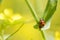 Ladybug on wild canola