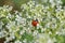 Ladybug is on wild white flowers