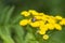 Ladybug on a wild yellow flower