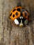 Ladybug on wood