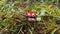 Ladybug in the woods