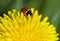 Ladybug on yellow dandelion