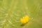 Ladybug yellow eggs on raspberry leaf macro