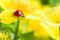 Ladybug on yellow flower