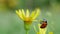 Ladybug on yellow flower on green grass background