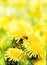 Ladybug on yellow flowers summer background