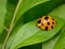 Ladybug yellow on a green leaf background in nature at Thailand, Variable Ladybird Beetles - Coelophora inaequalis