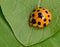 Ladybug yellow on a green leaf background in nature at Thailand, Variable Ladybird Beetles - Coelophora inaequalis