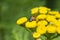 Ladybug and yellow spider on a wild yellow flower