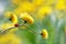 Ladybug on a yellow spring flower. Artistic macro image. Concept spring summer.