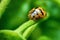 Ladybug with yellow stripes, black, walking on green leaves, beautiful morning
