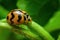 Ladybug with yellow stripes, black, walking on green leaves, beautiful morning