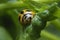 Ladybug with yellow stripes, black, walking on green leaves, beautiful morning