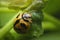 Ladybug with yellow stripes, black, walking on green leaves, beautiful morning