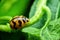 Ladybug with yellow stripes, black, walking on green leaves, beautiful morning