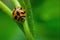 Ladybug with yellow stripes, black, walking on green leaves, beautiful morning