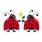 Ladybugs