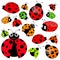 Ladybugs