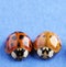 Ladybugs