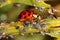 Ladybugs and Aphids, how to get rid of garden and greenhouse pests with lady beetles in Organic methods