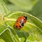 Ladybugs breeding on a leaf