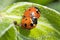Ladybugs breeding on a leaf