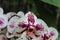 Ladybugs Climbing on White and Magenta Phalaenopsis Orchid Flowers