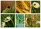 Ladybugs Collage